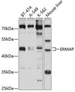 ERMAP Polyclonal Antibody