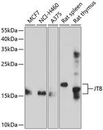 JTB Polyclonal Antibody