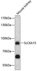 SLC6A15 Polyclonal Antibody
