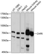 CHFR Antibody in Western Blot (WB)