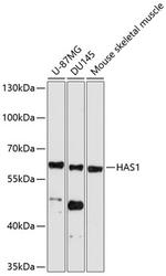 HAS1 Polyclonal Antibody
