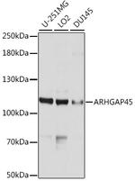 HMHA1 Polyclonal Antibody