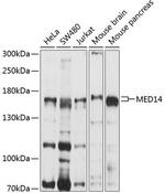 MED14 Antibody in Western Blot (WB)