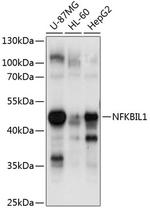 NFKBIL1 Polyclonal Antibody