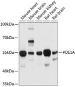PDE1A Polyclonal Antibody