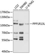 PPP1R13L Polyclonal Antibody