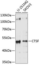 Cathepsin F Antibody in Western Blot (WB)