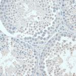 GAPDHS Polyclonal Antibody
