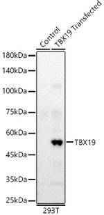 TBX19 Polyclonal Antibody