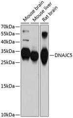 CSP alpha Polyclonal Antibody