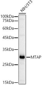 MTAP Antibody in Western Blot (WB)
