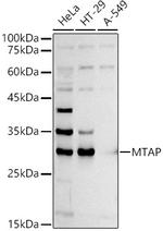 MTAP Antibody in Western Blot (WB)
