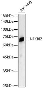 IkB zeta Polyclonal Antibody