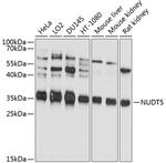 NUDT5 Polyclonal Antibody