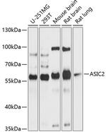 ASIC2 Polyclonal Antibody
