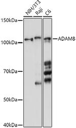 ADAM8 Polyclonal Antibody