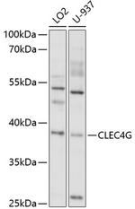 CLEC4G Polyclonal Antibody
