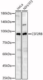 CSF2RB Polyclonal Antibody