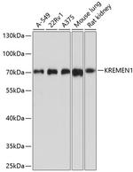 KREMEN1 Polyclonal Antibody
