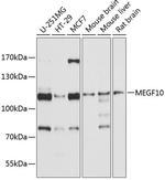 MEGF10 Polyclonal Antibody