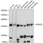 NOMO1 Antibody in Western Blot (WB)