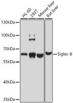SIGLEC8 Polyclonal Antibody
