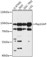 RAP1GAP Polyclonal Antibody
