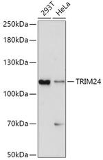 TRIM24 Polyclonal Antibody