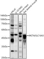 SLC16A3 Antibody in Western Blot (WB)