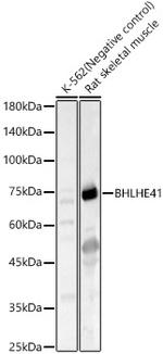 BHLHE41 Polyclonal Antibody