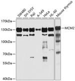 MCM2 Polyclonal Antibody