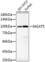 MGAT5 Antibody in Western Blot (WB)