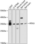 PITX3 Polyclonal Antibody