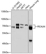 CALM Polyclonal Antibody