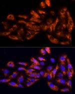 IL17C Polyclonal Antibody