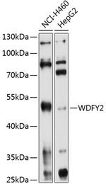 WDFY2 Polyclonal Antibody