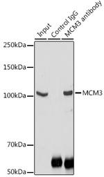MCM3 Antibody in Immunoprecipitation (IP)