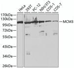 MCM3 Antibody in Western Blot (WB)