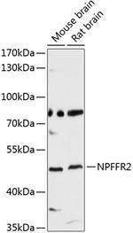 NPFF2 Polyclonal Antibody