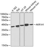 AKR1A1 Polyclonal Antibody
