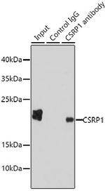 CRP1 Antibody in Immunoprecipitation (IP)