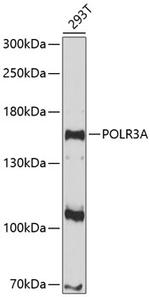 POLR3A Polyclonal Antibody