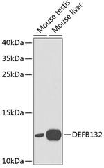 DEFB132 Polyclonal Antibody