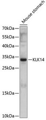 Kallikrein 14 Polyclonal Antibody