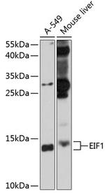 eIF1 Polyclonal Antibody