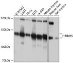 RBM5 Antibody in Western Blot (WB)