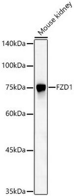 FZD1 Polyclonal Antibody