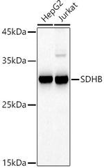 SDHB Antibody in Western Blot (WB)