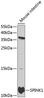 SPINK1 Polyclonal Antibody