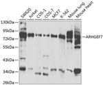 ARHGEF7 Antibody in Western Blot (WB)